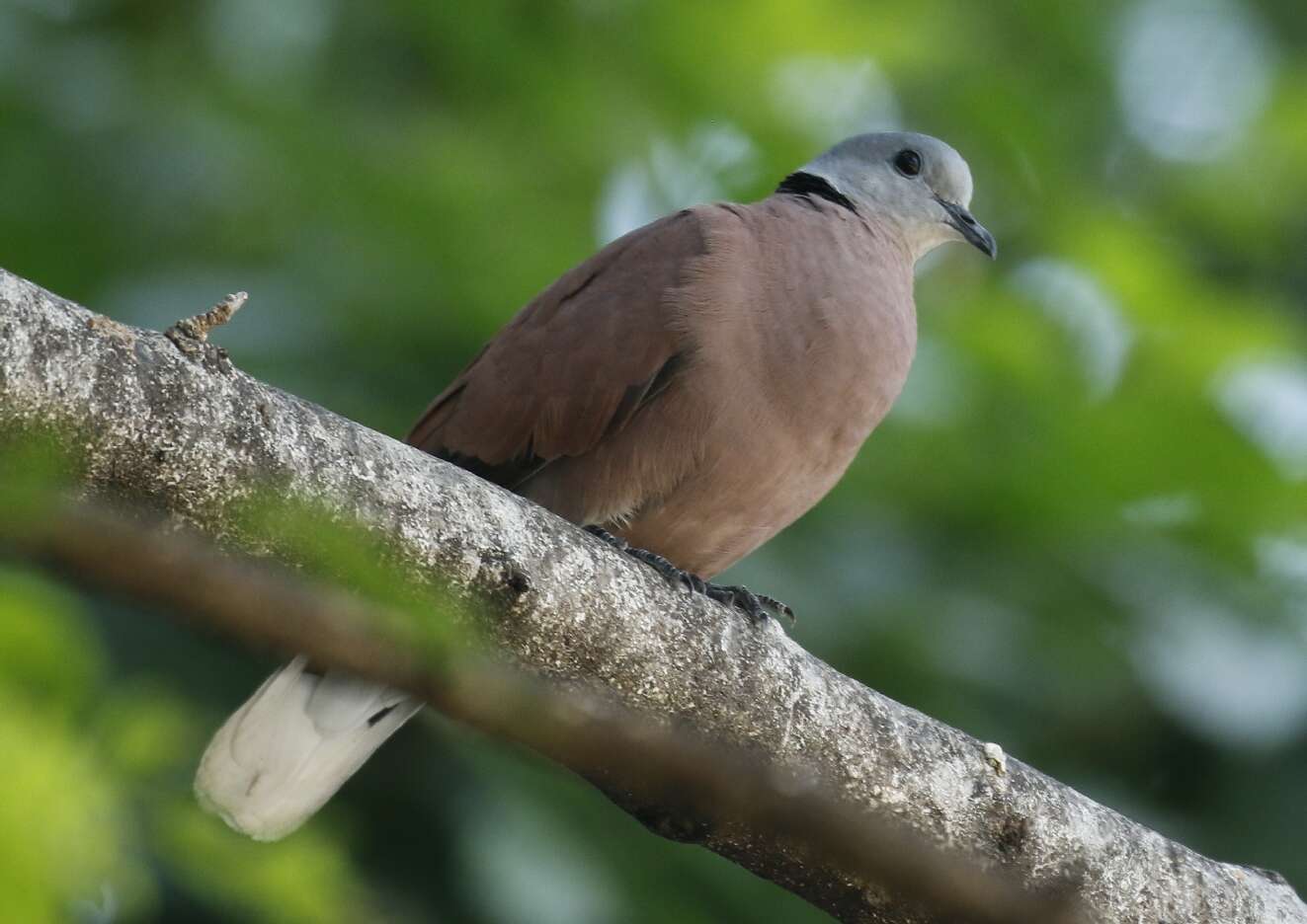 Image of Red Collared Dove