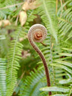 Image of Osmunda japonica Thunb.