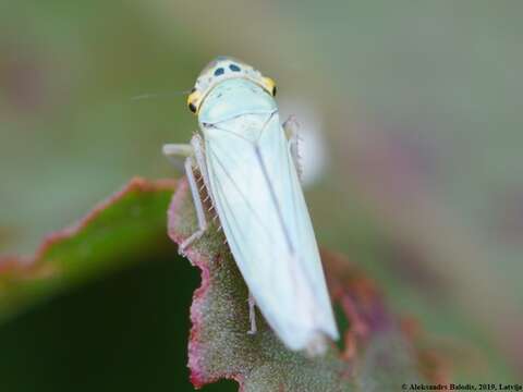 Image of Cicadella viridis (Linnaeus 1758)