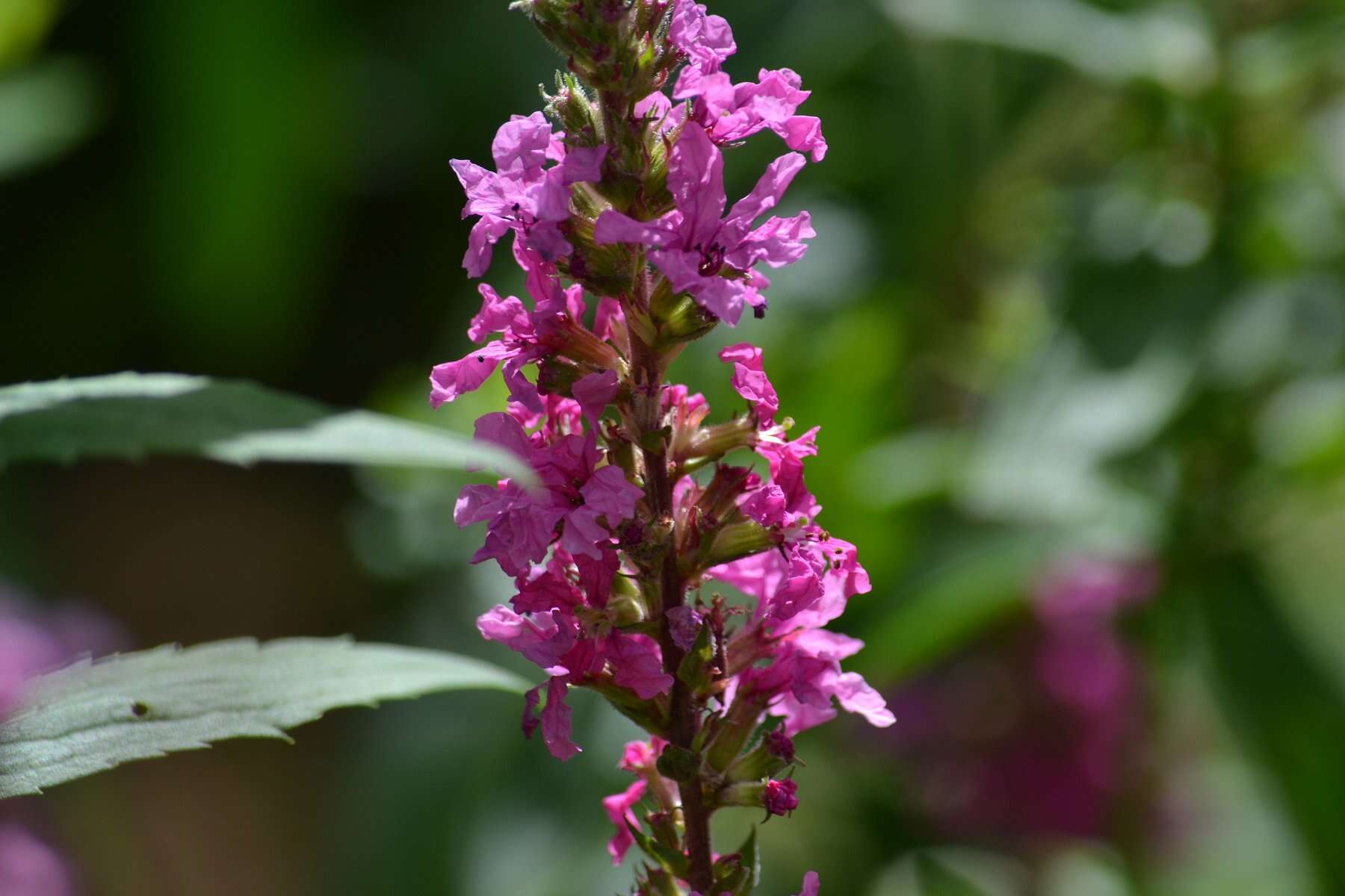 Plancia ëd Lythrum salicaria L.