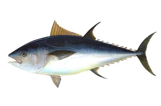 Image of Atlantic Bluefin Tuna