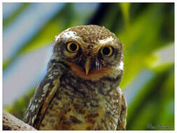 Image of Spotted Owlet