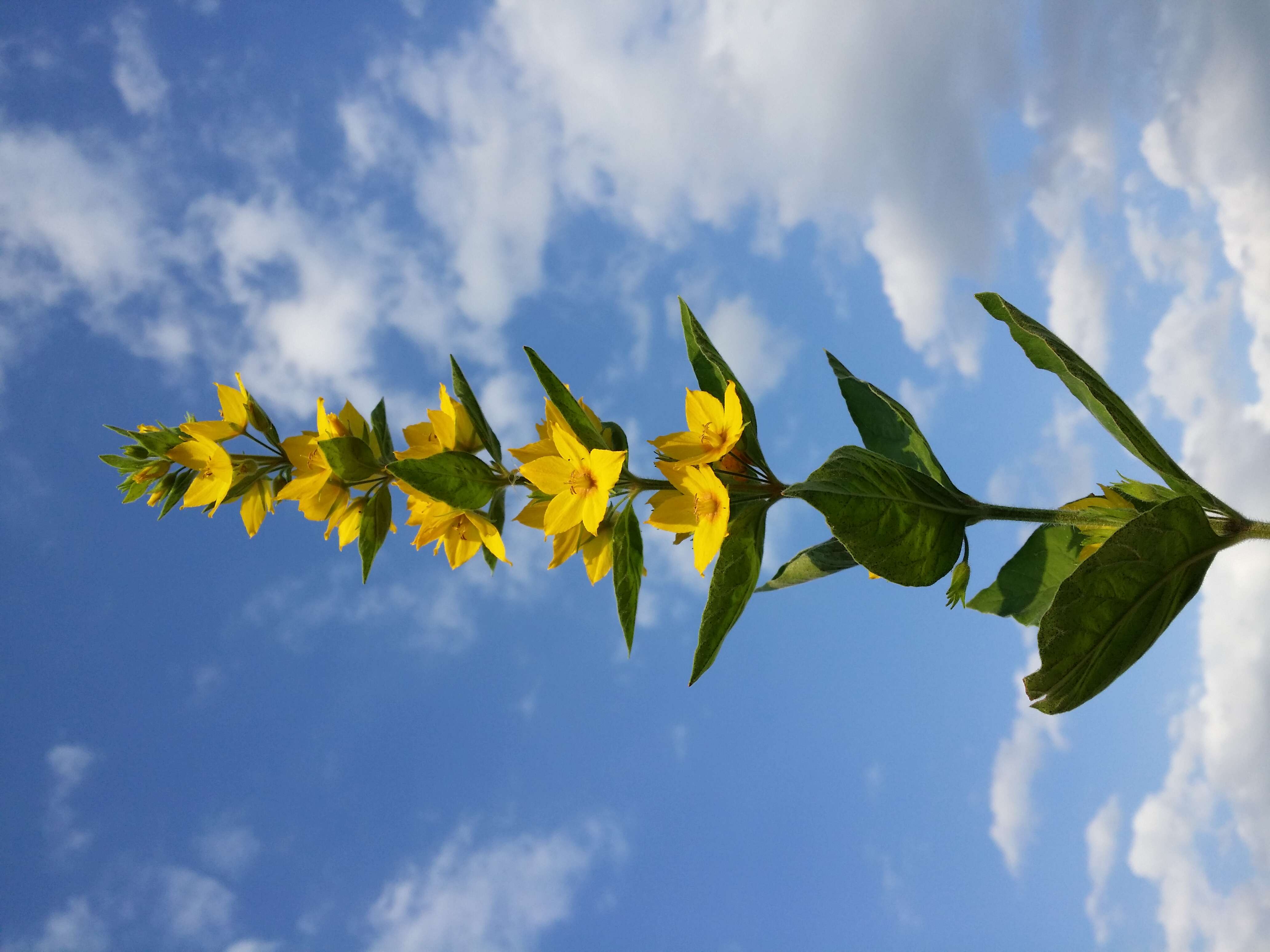 Слика од Lysimachia punctata L.