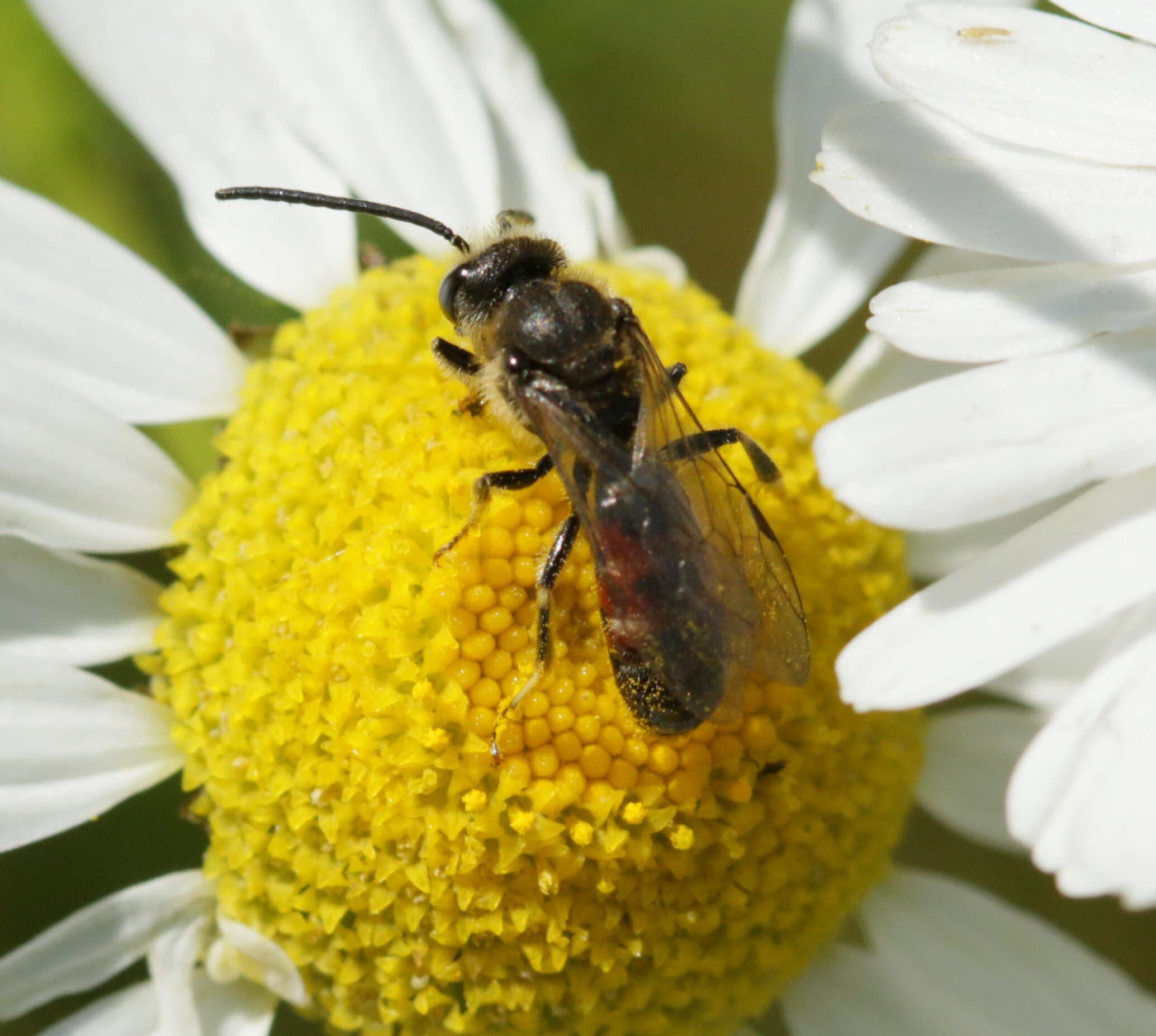 Plancia ëd Lasioglossum calceatum (Scopoli 1763)