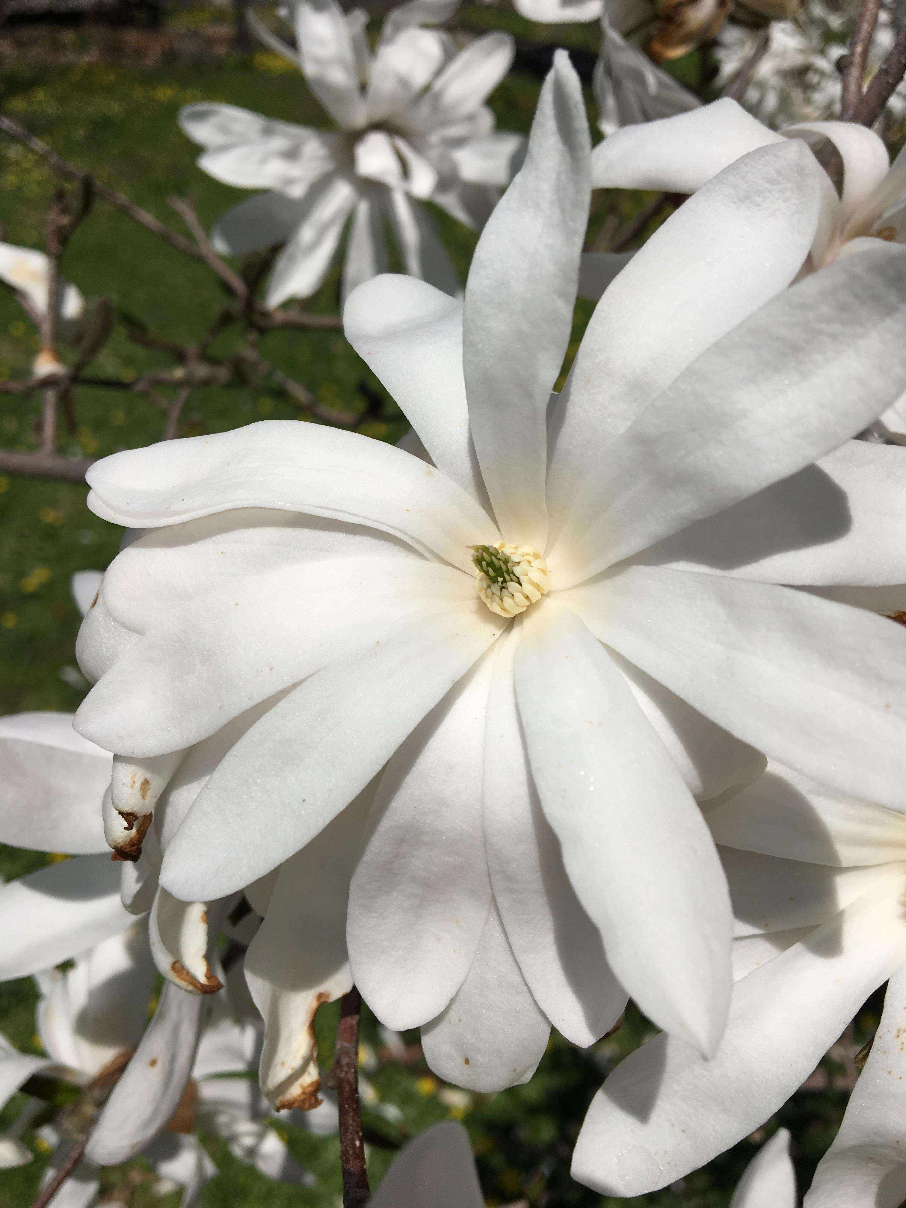 Imagem de Magnolia salicifolia (Siebold & Zucc.) Maxim.