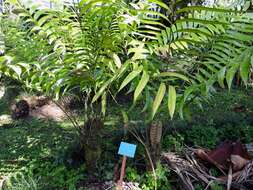 Image of Zamia fairchildiana L. D. Gómez