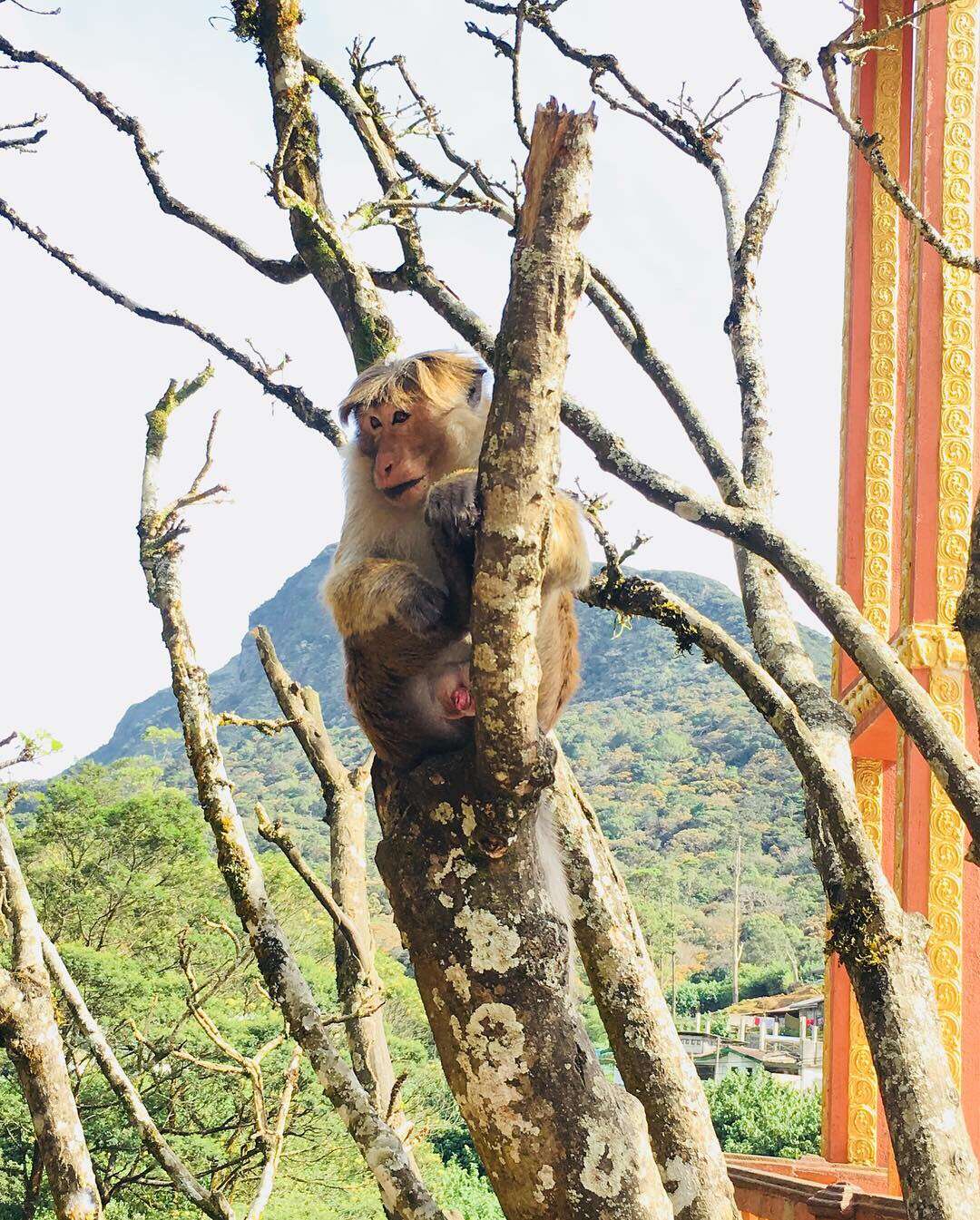 Image of Toque macaque