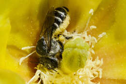 Image of Dollar-joint Prickly-pear