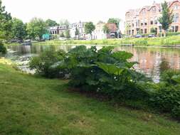 Image of giant rhubarb