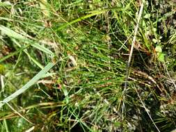 Juncus bulbosus L. resmi