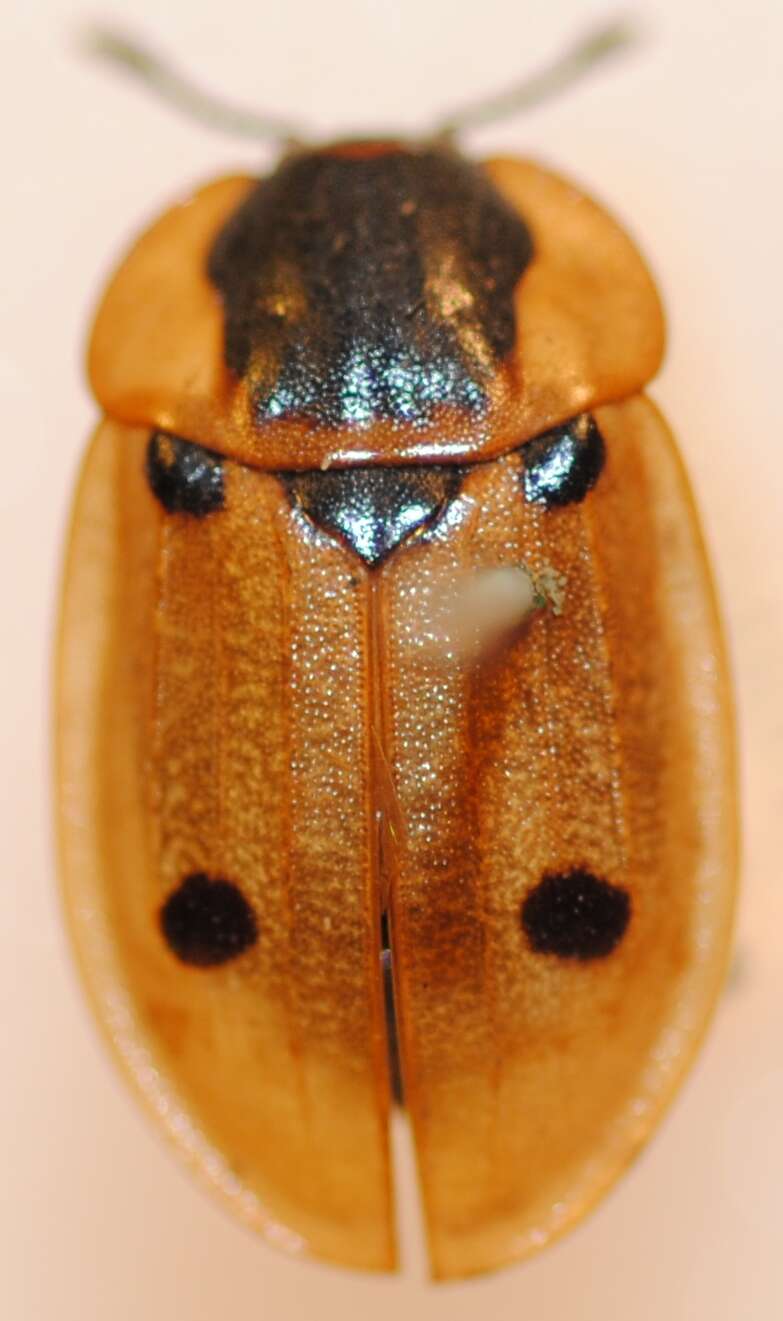 Dendroxena quadrimaculata (Scopoli 1771) resmi