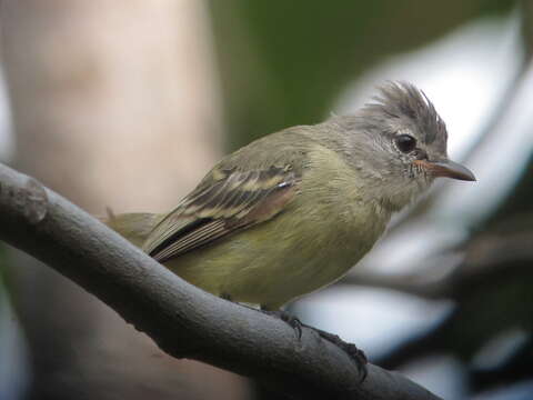 Image of Southern Beardless Tyrannulet