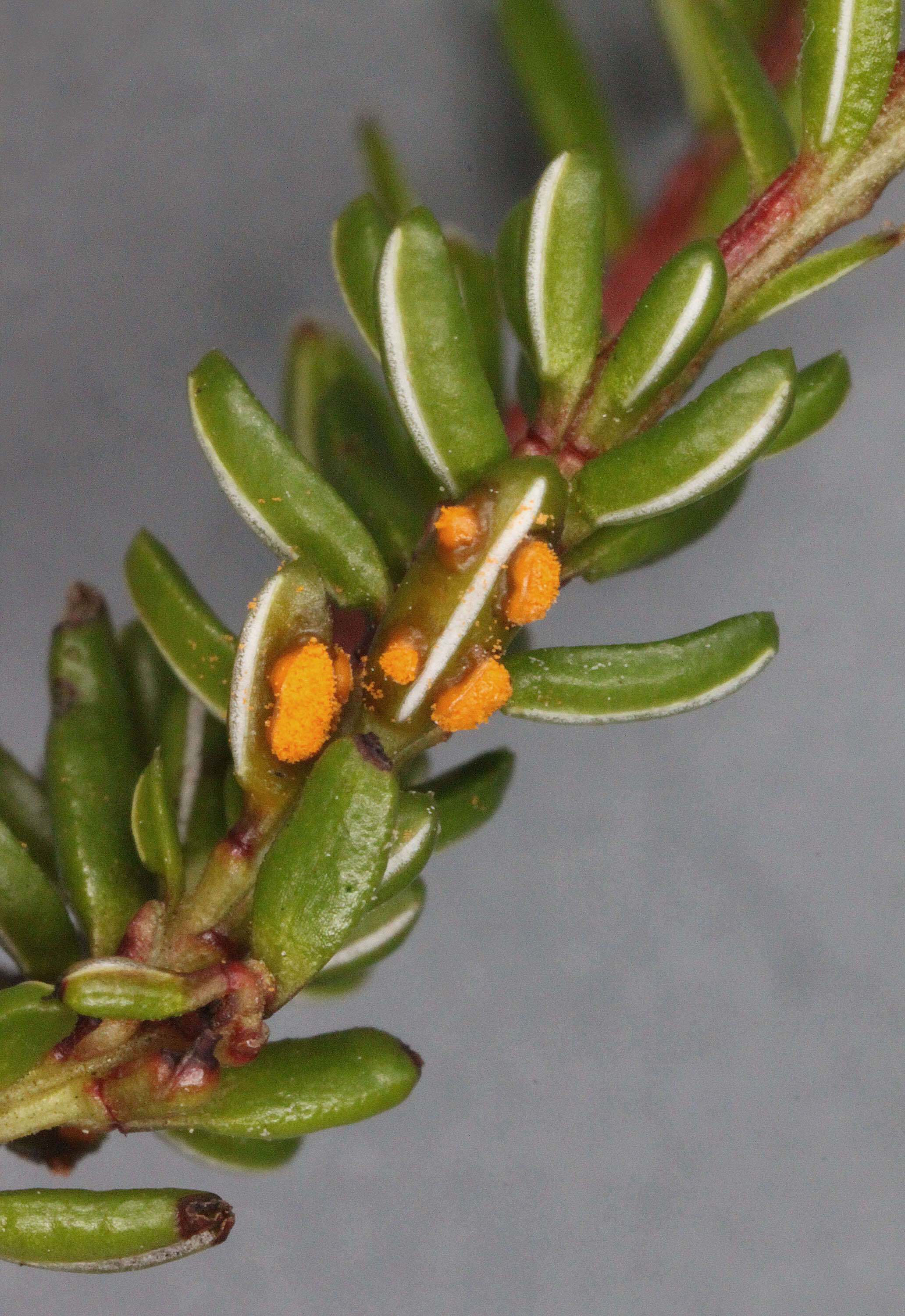 Image of black crowberry