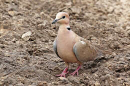 Image of Vinaceous Dove