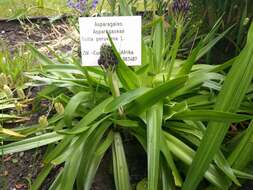 Scilla peruviana L. resmi