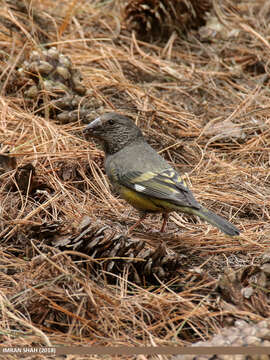 Image of White-winged Grosbeak