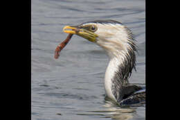 Image of Little Pied Cormorant