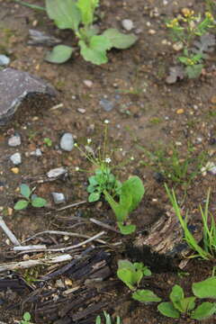 Image de Androsace filiformis Retz.