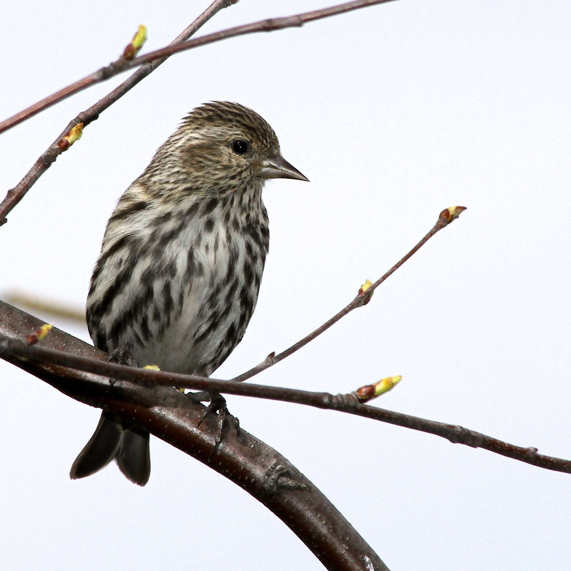 Image of Pine Siskin