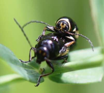 Image of Cryptocephalus moraei