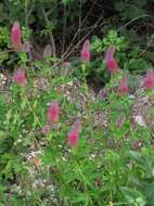 Image of Red Trefoil