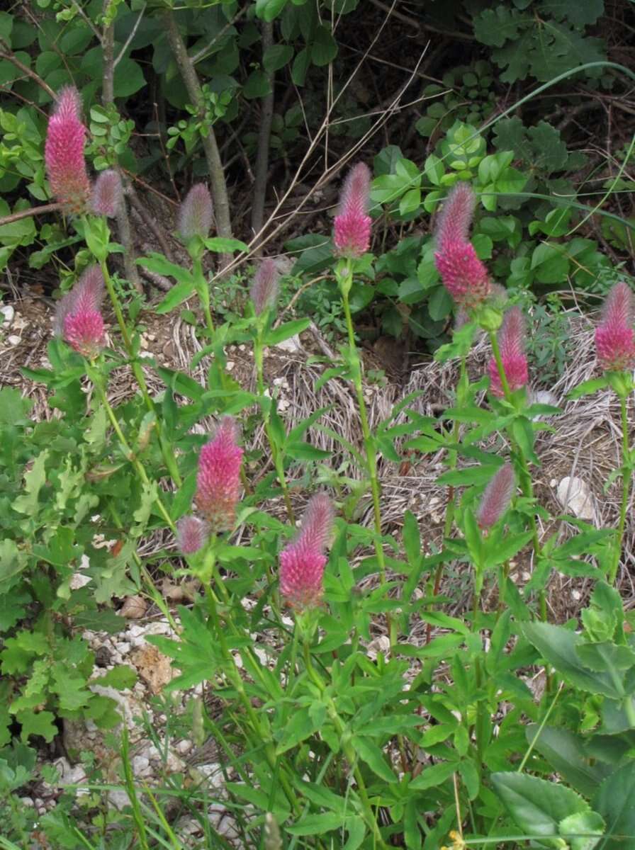 Image of Red Trefoil