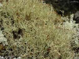 Image of cup lichen