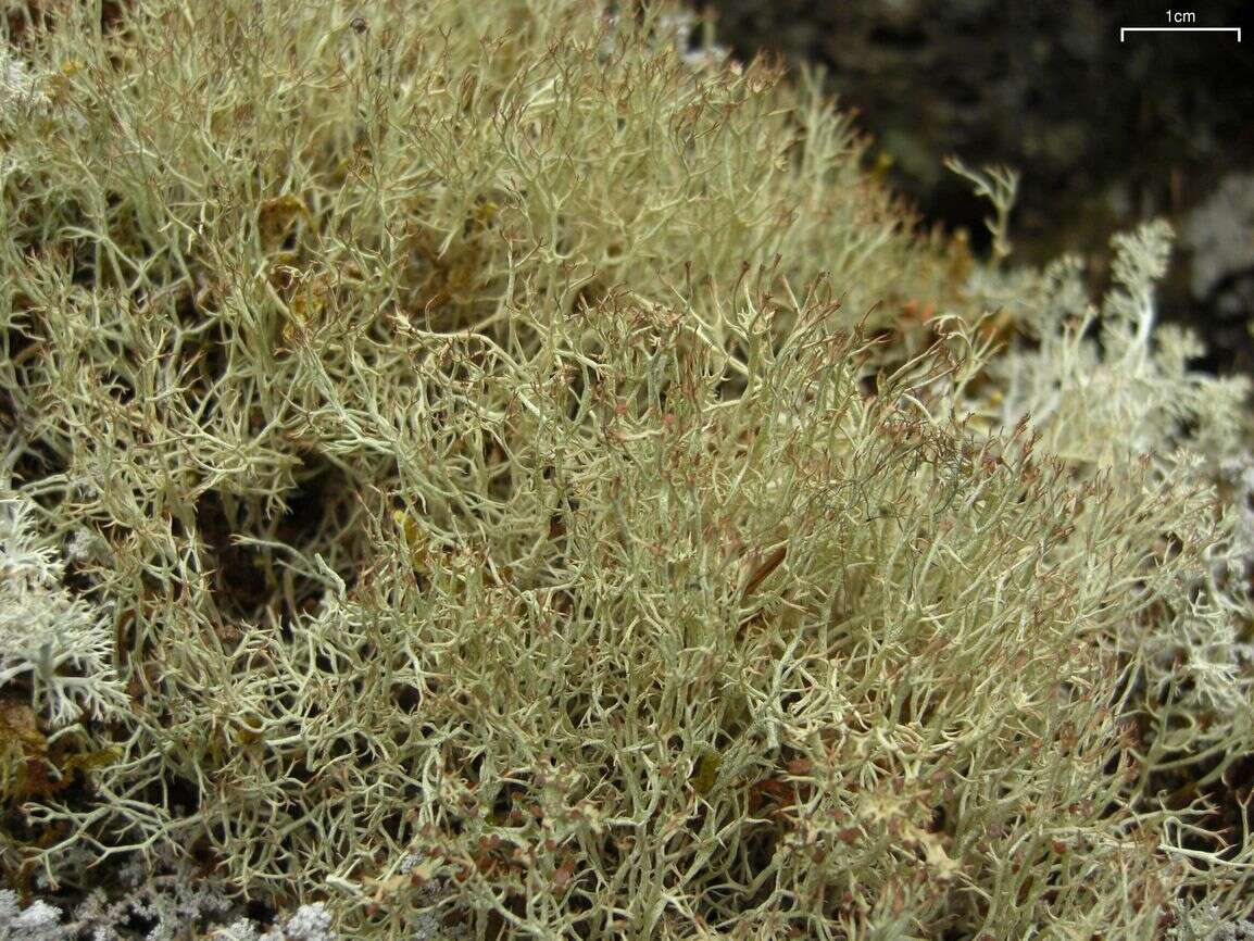 Image de Cladonia amaurocraea (Flörke) Schaer.