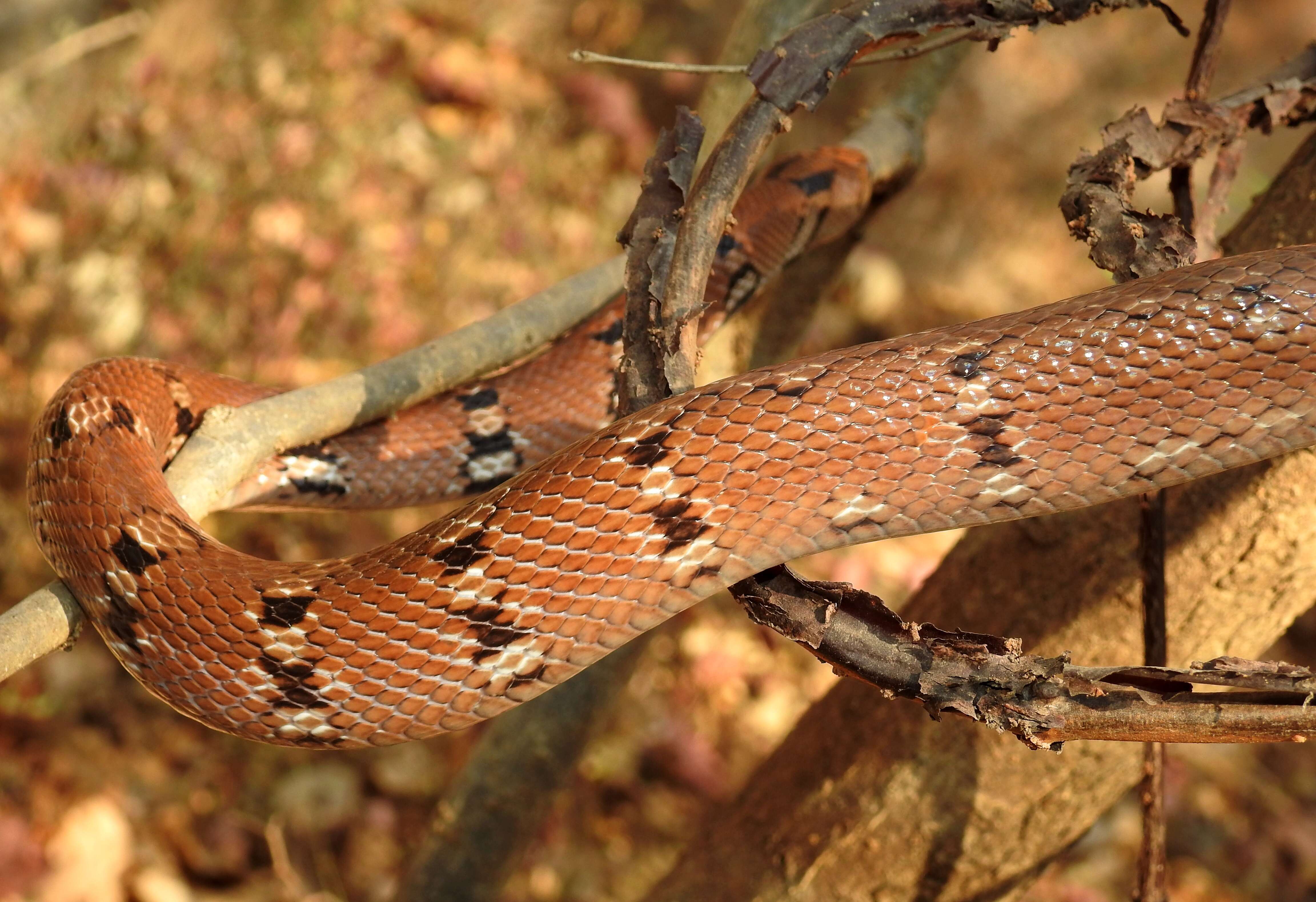 Imagem de Coelognathus helena (Daudin 1803)