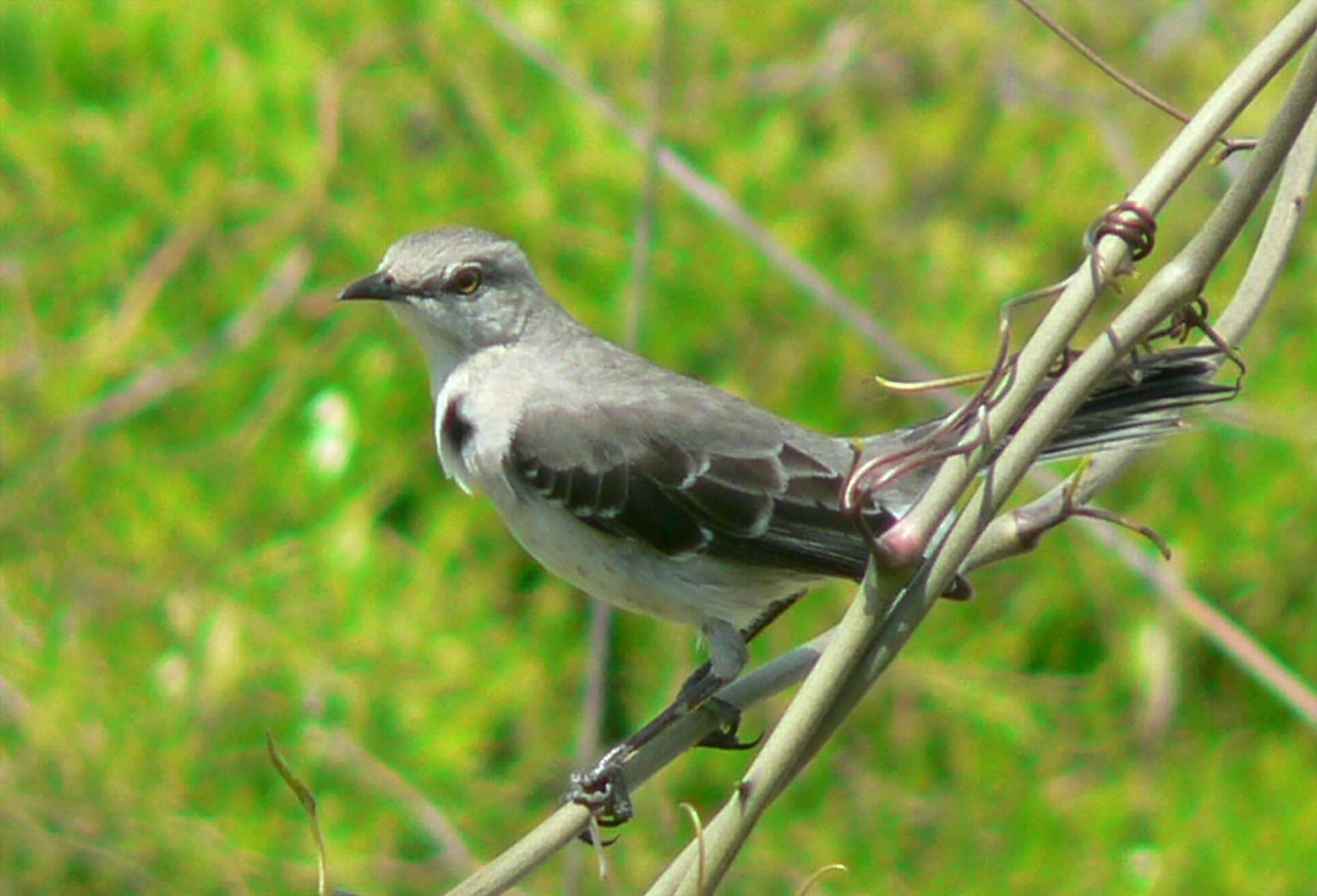 Image of Northern Mockingbird