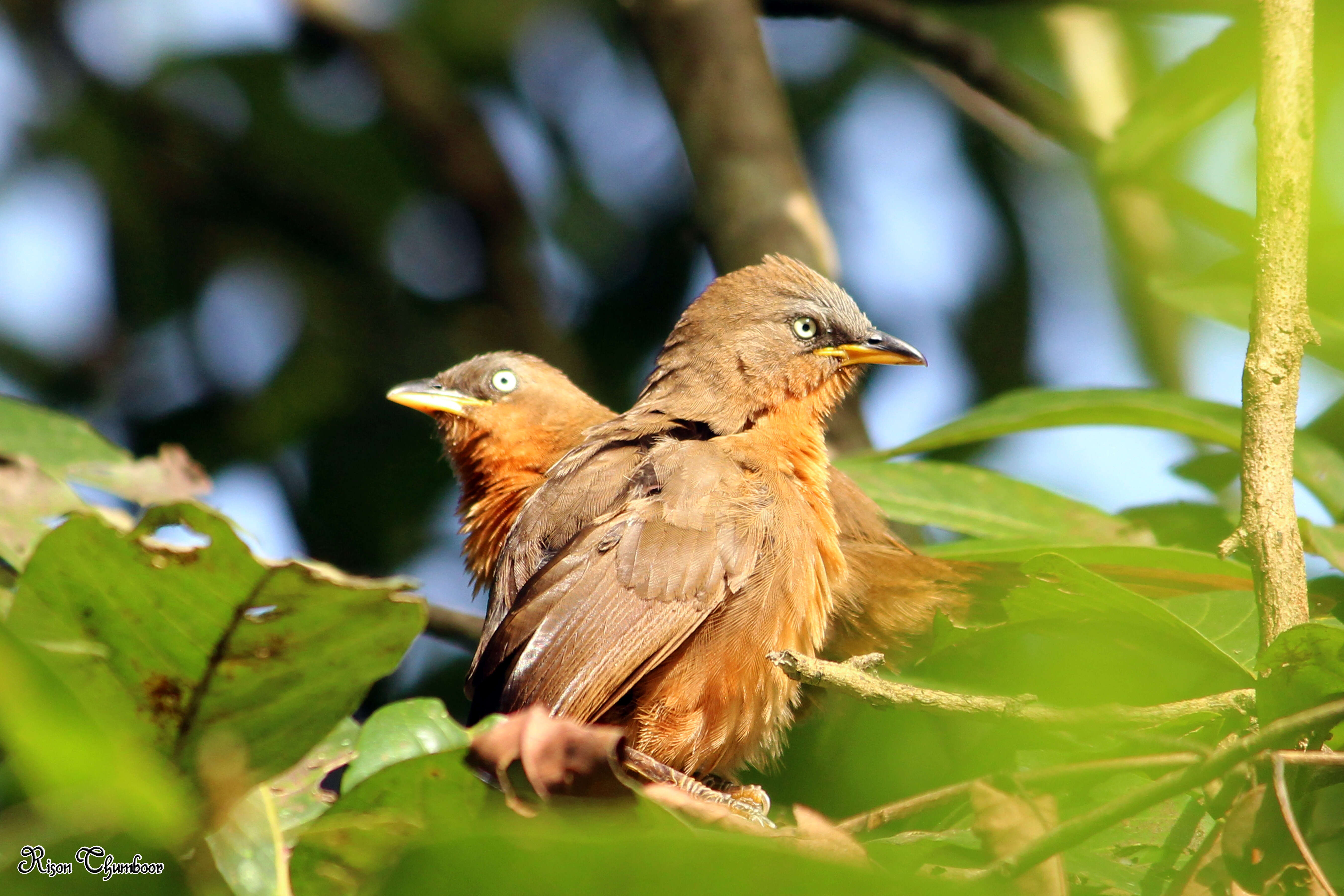 Image of Rufous Babbler