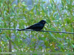 Image of Black Drongo