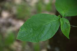 Image of Pacific dogwood