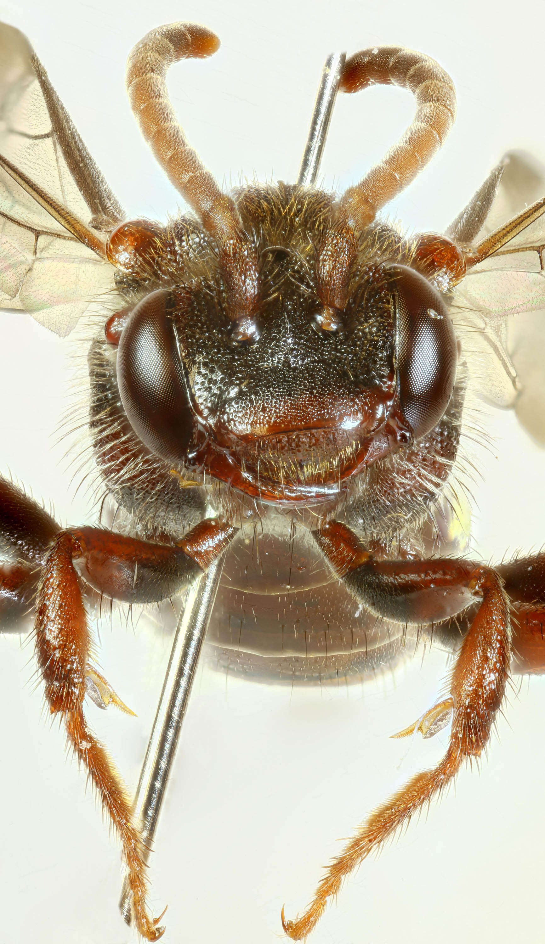 Image of Panzer's Cuckoo Nomad Bee