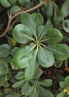 Image de Pittosporum tobira (Murray) Aiton fil.