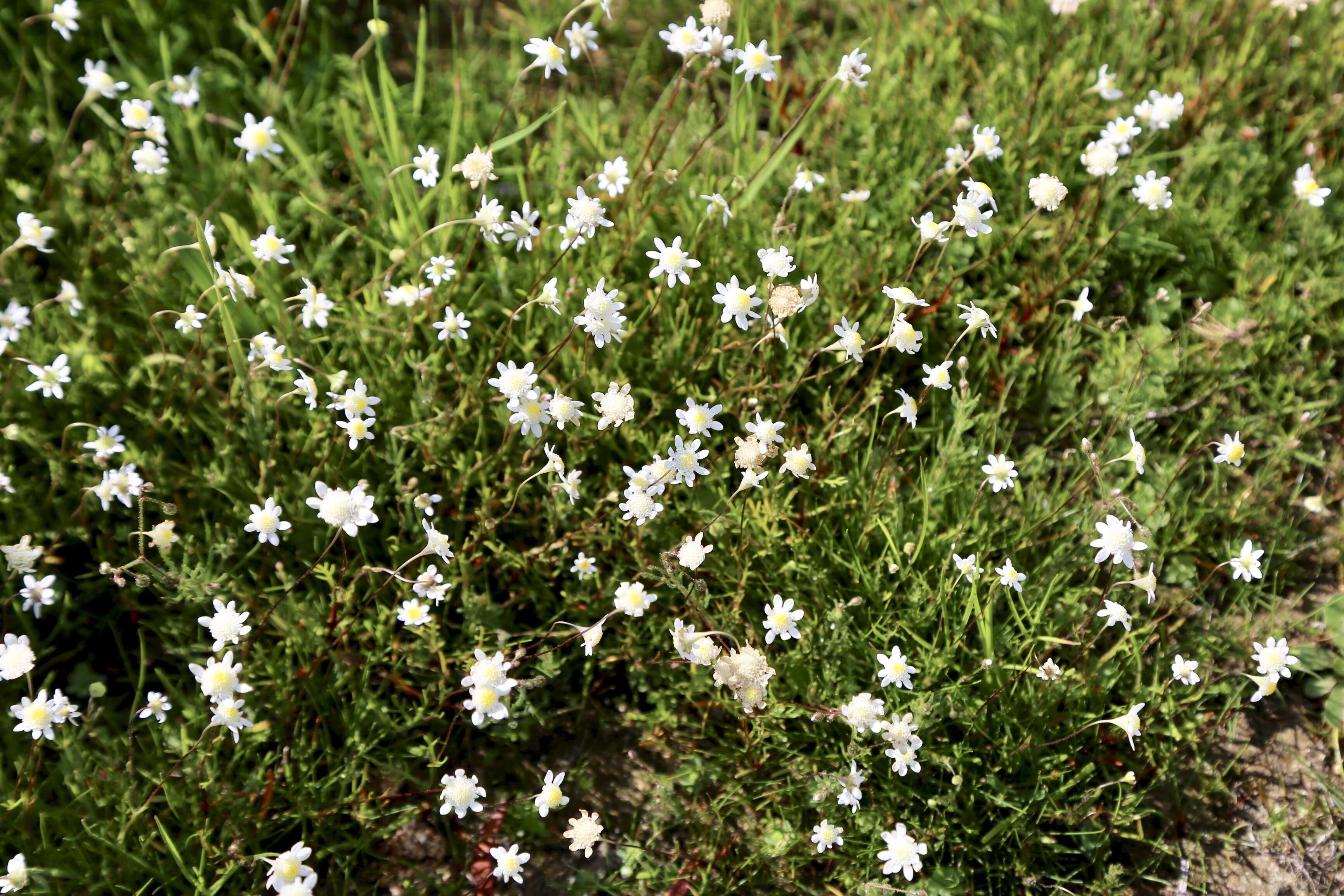 Image of Goose daisy