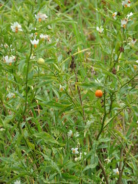 Image of Jerusalem Cherry