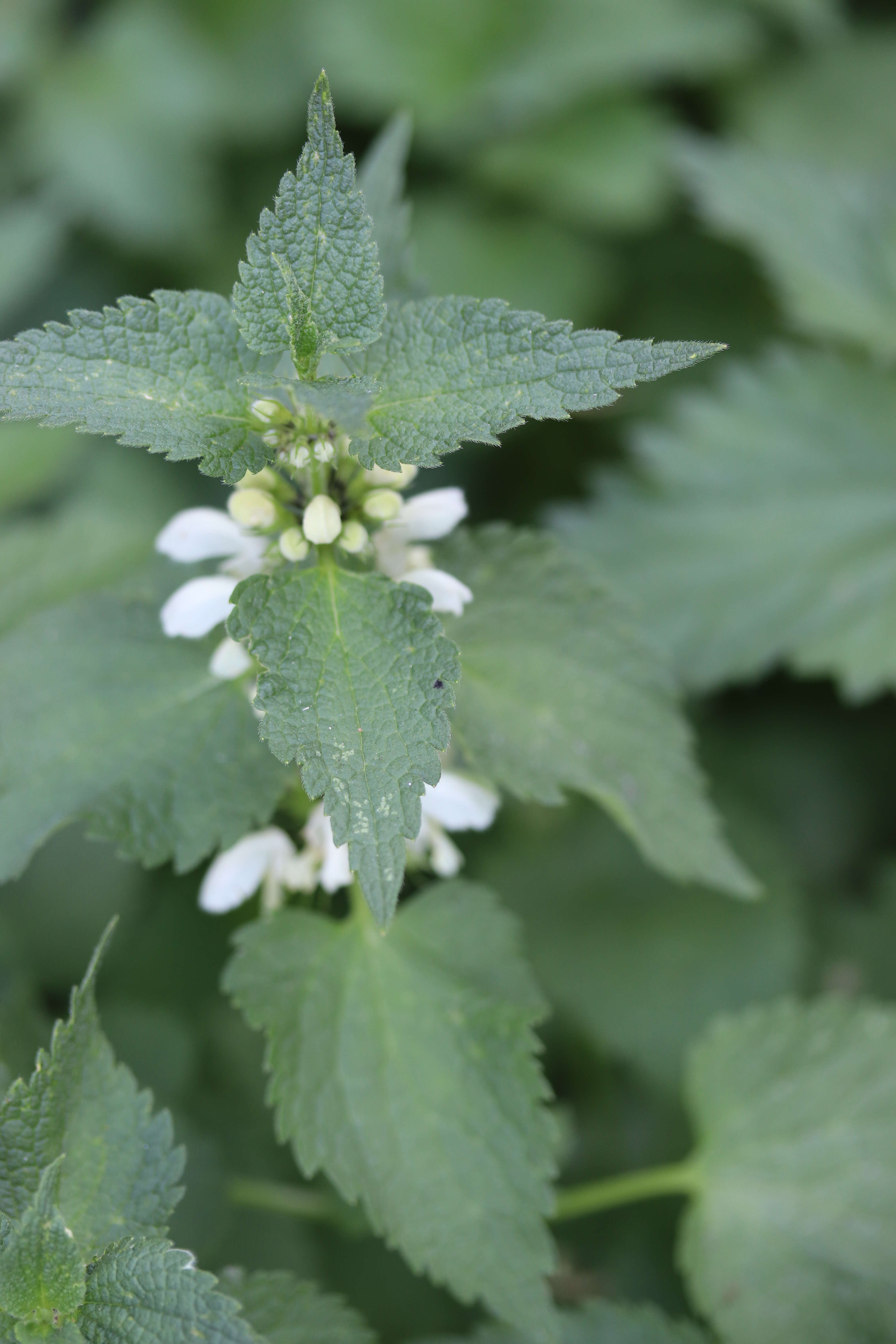 Image of white deadnettle