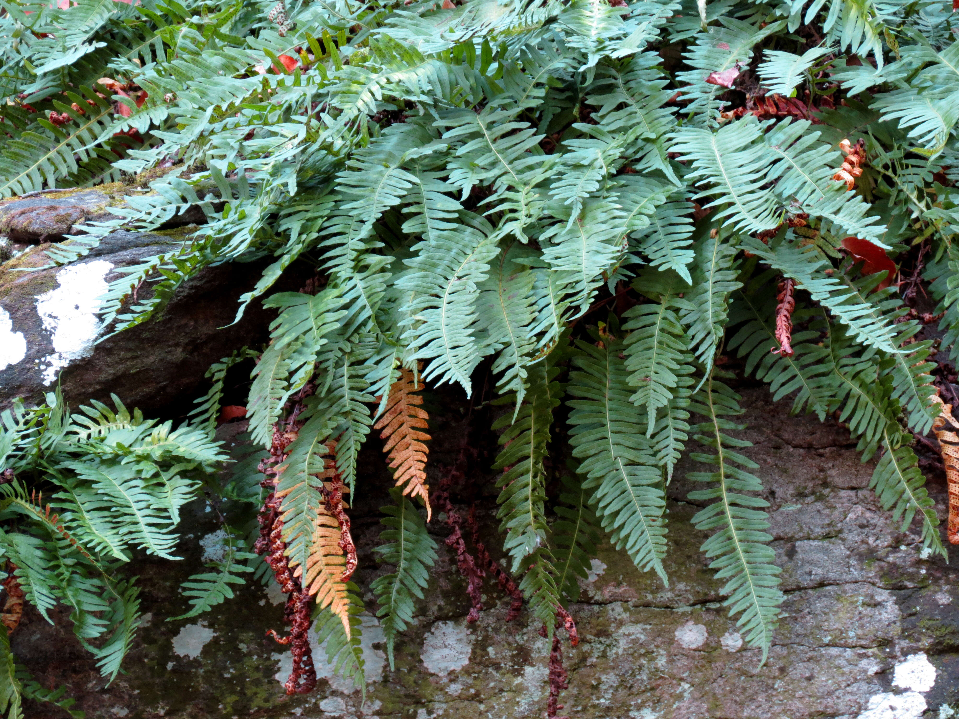 Image of rock polypody