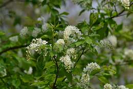 Image of Bird Cherry