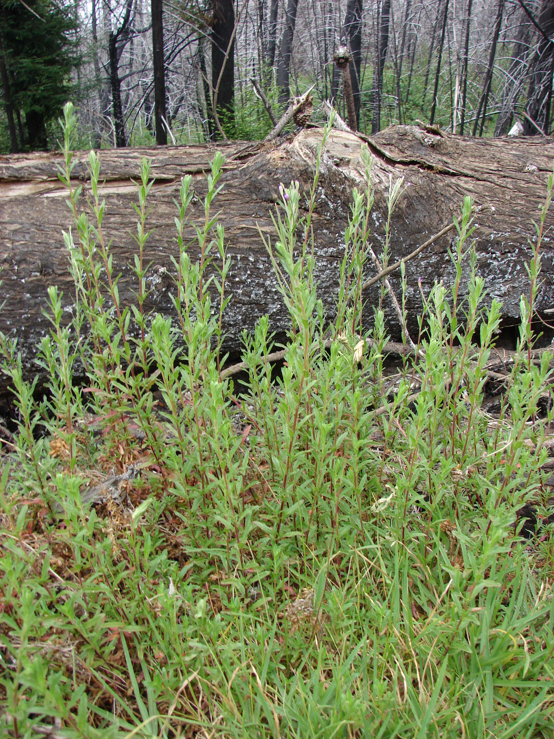 Image of aboriginal willowherb