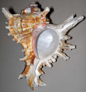 Image of murex snails