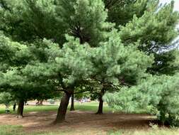 Image of eastern white pine