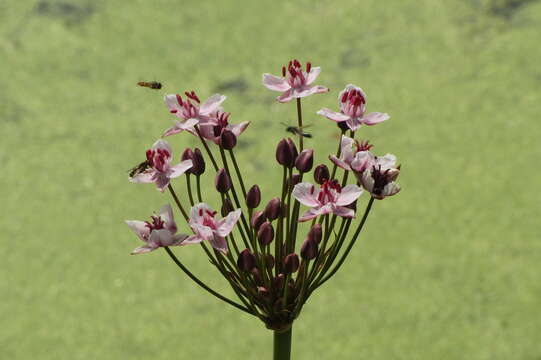 Image of flowering rush family