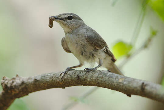 Muscicapa caerulescens (Hartlaub 1865)的圖片