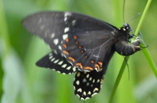 Image of Papilio menatius Hübner 1819