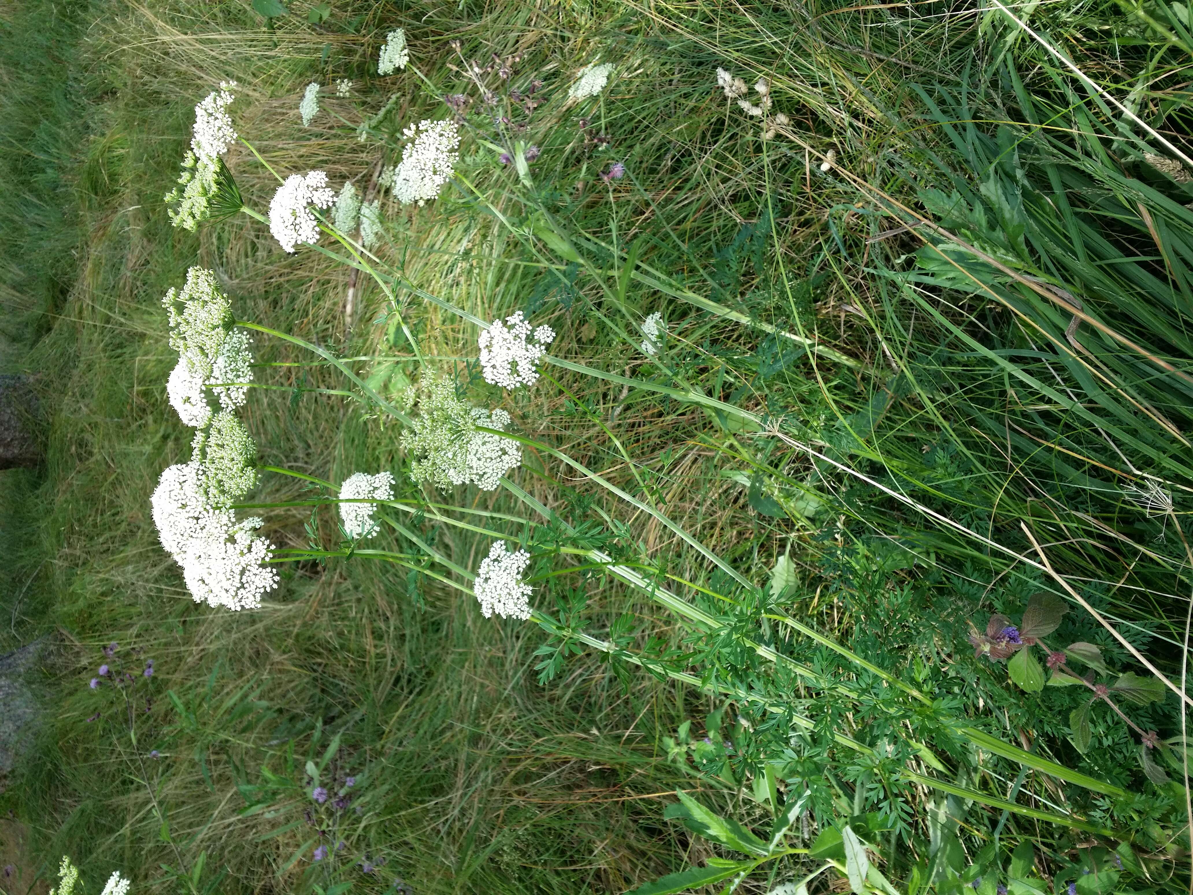 Image of little-leaf angelica