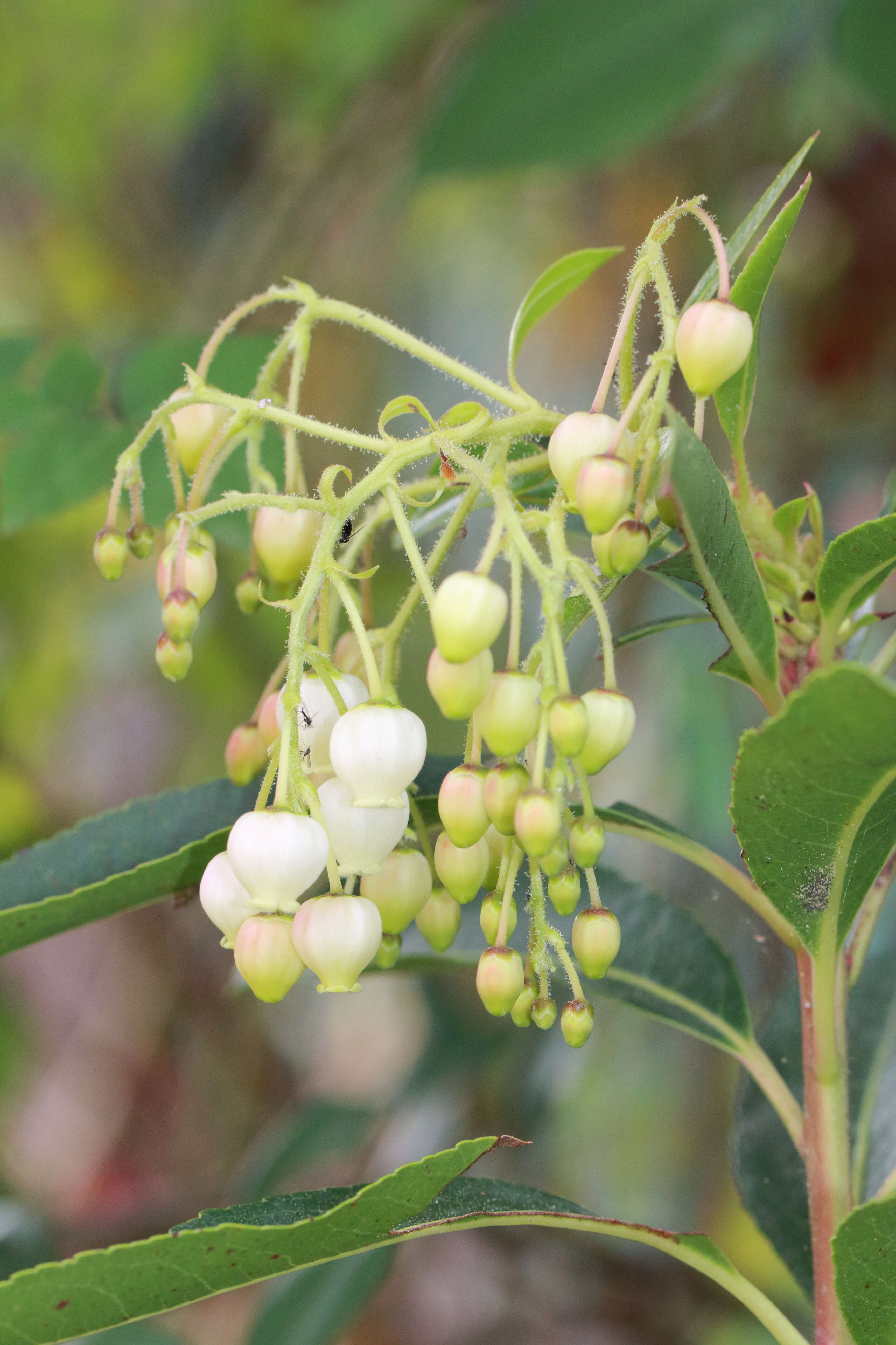 Image de Arbutus andrachne L.