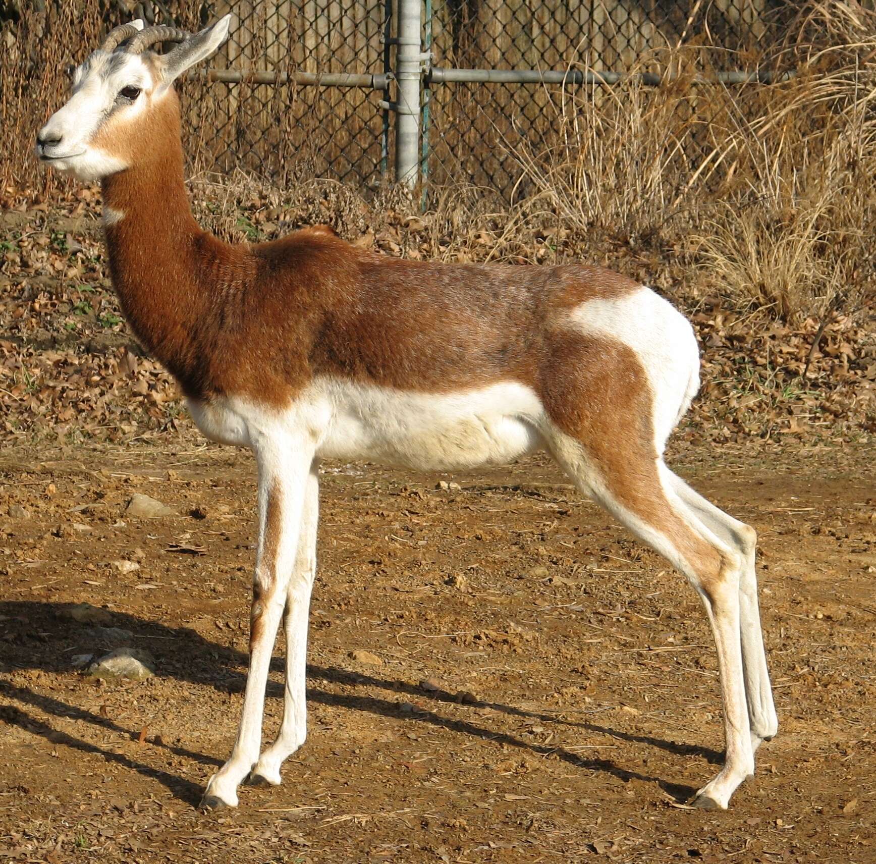 Image of Addra Gazelle