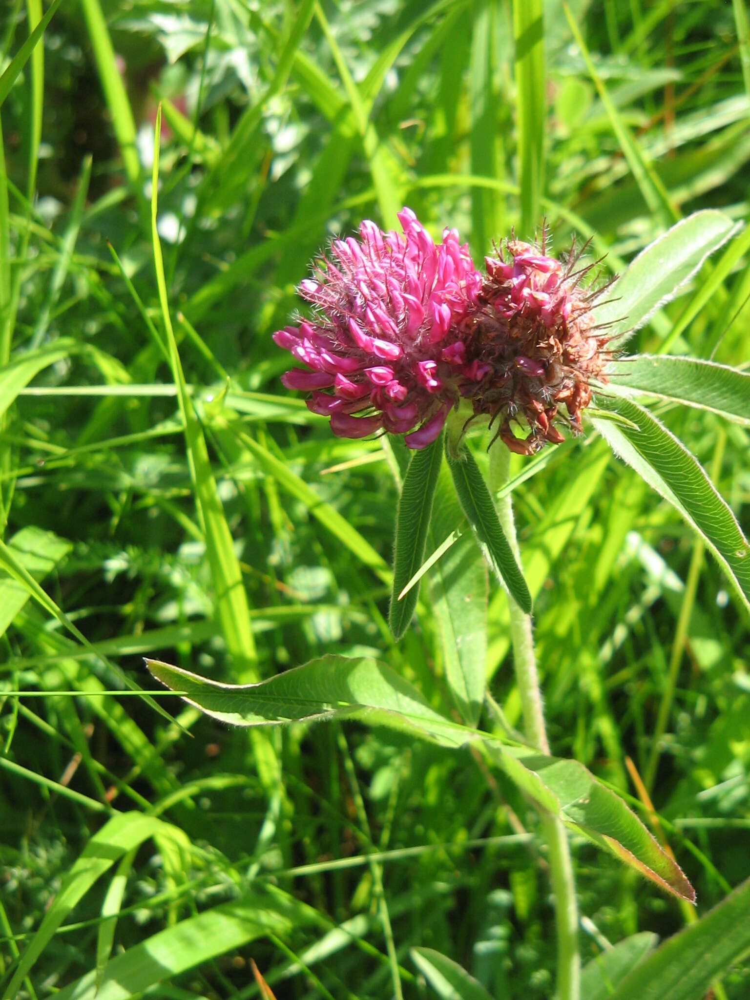 Imagem de Trifolium alpestre L.